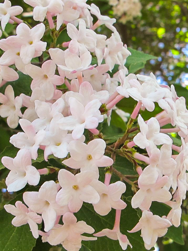 Judd Viburnum