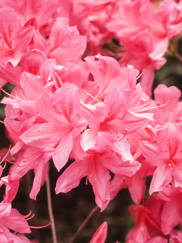  Northern Lights Azalea 