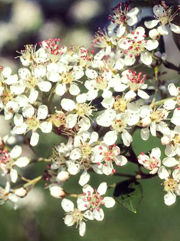 Red chokeberry 