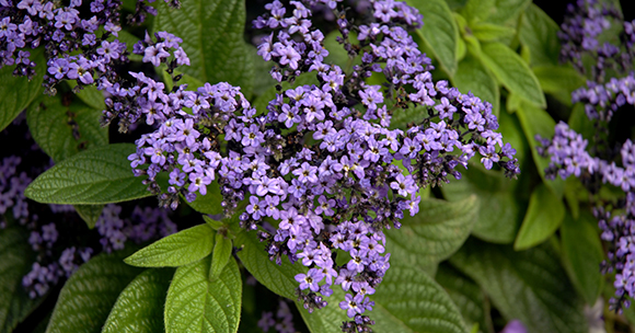 Heliotrope Arborescens