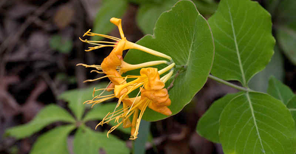 lonicera-flava