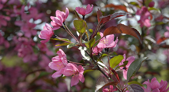 Malus Prairifire