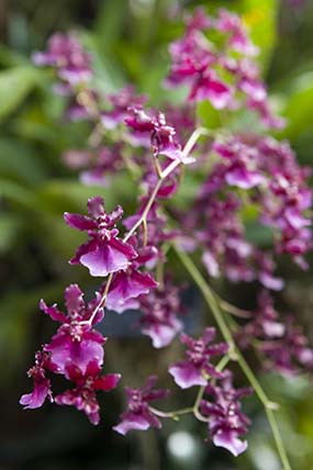 Oncidium Sharry Baby Sweet Fragrance