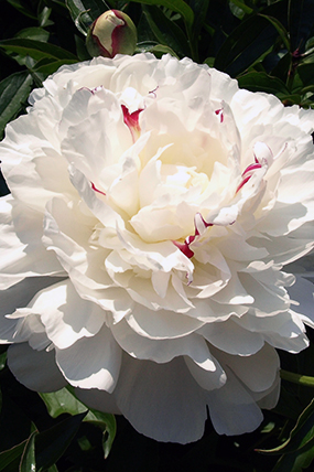 Paeonia Festiva Maxima