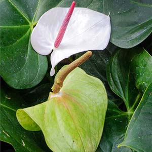 anthurium andraeanum white heart