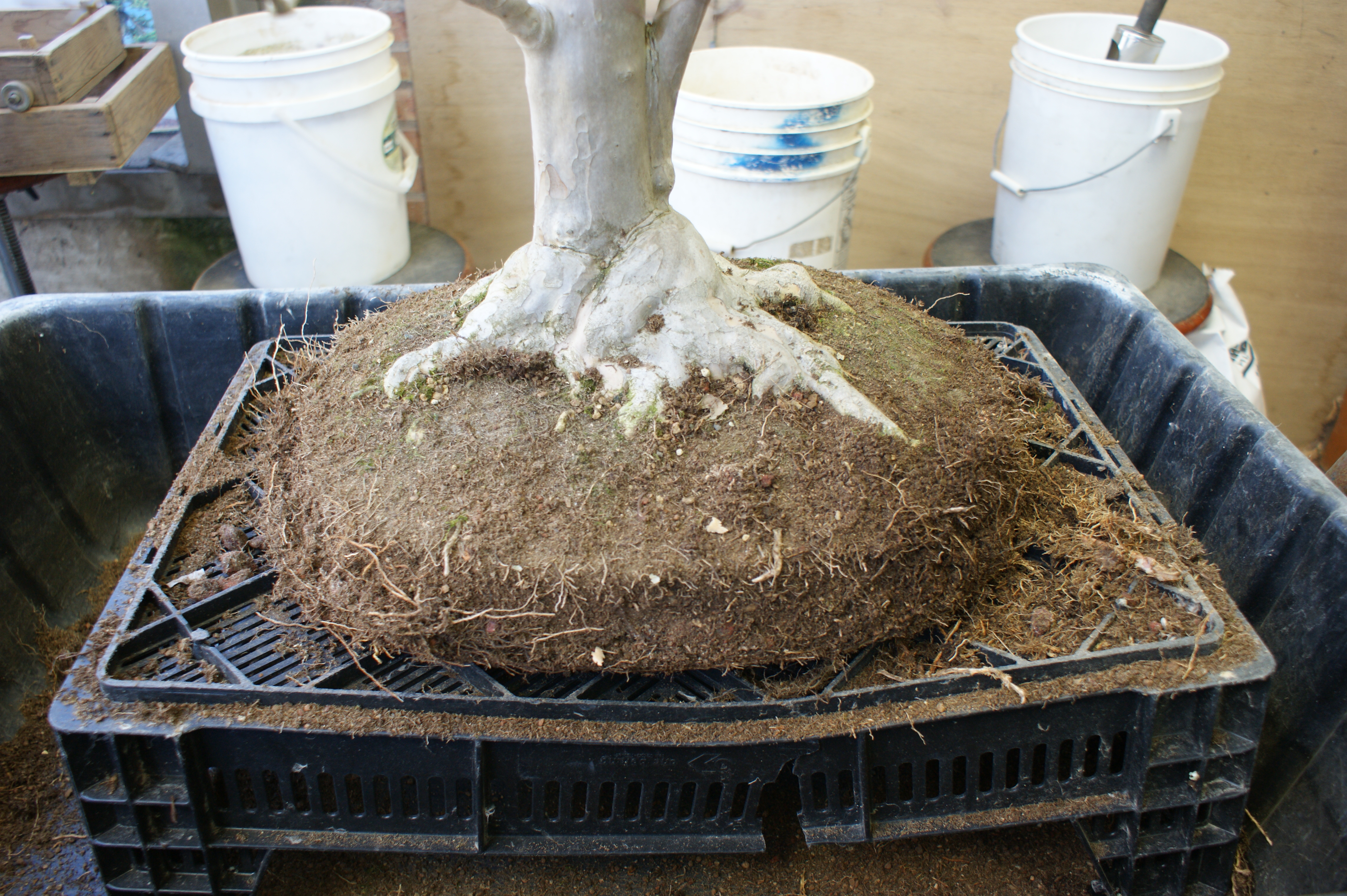 bonsai pre-trimming