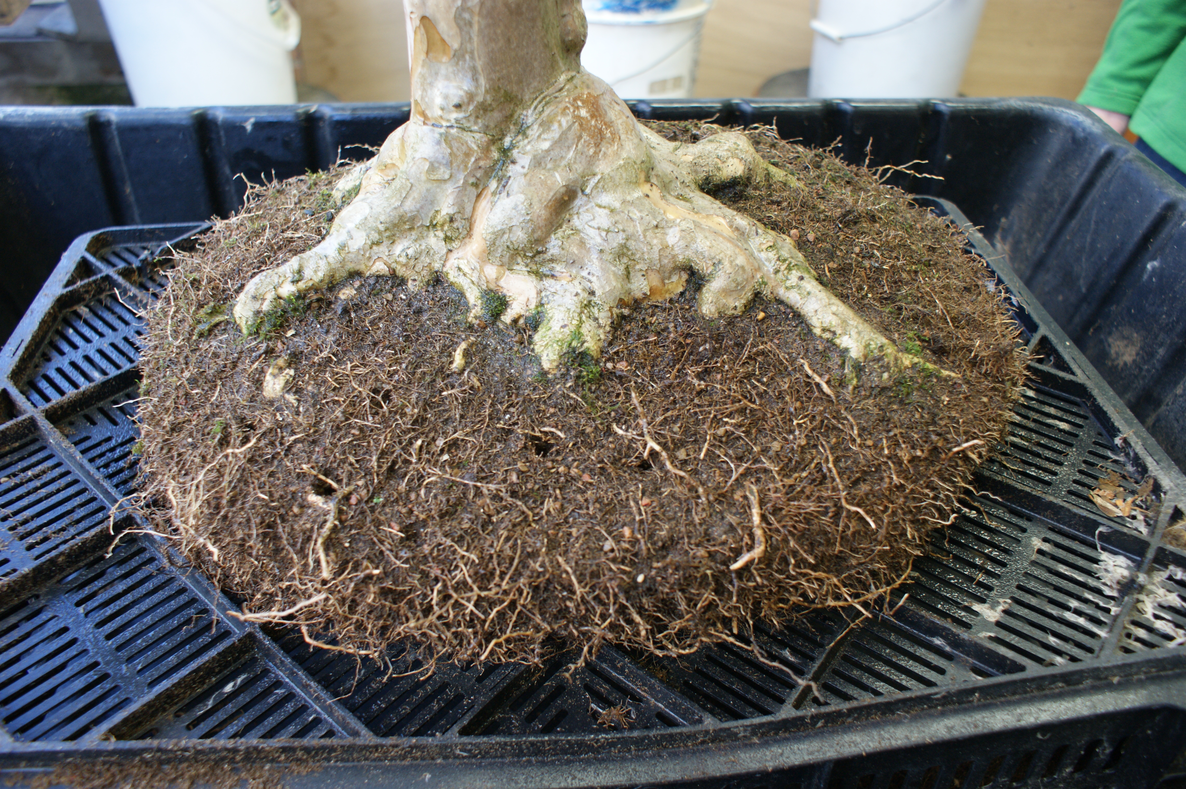 bonsai root ball