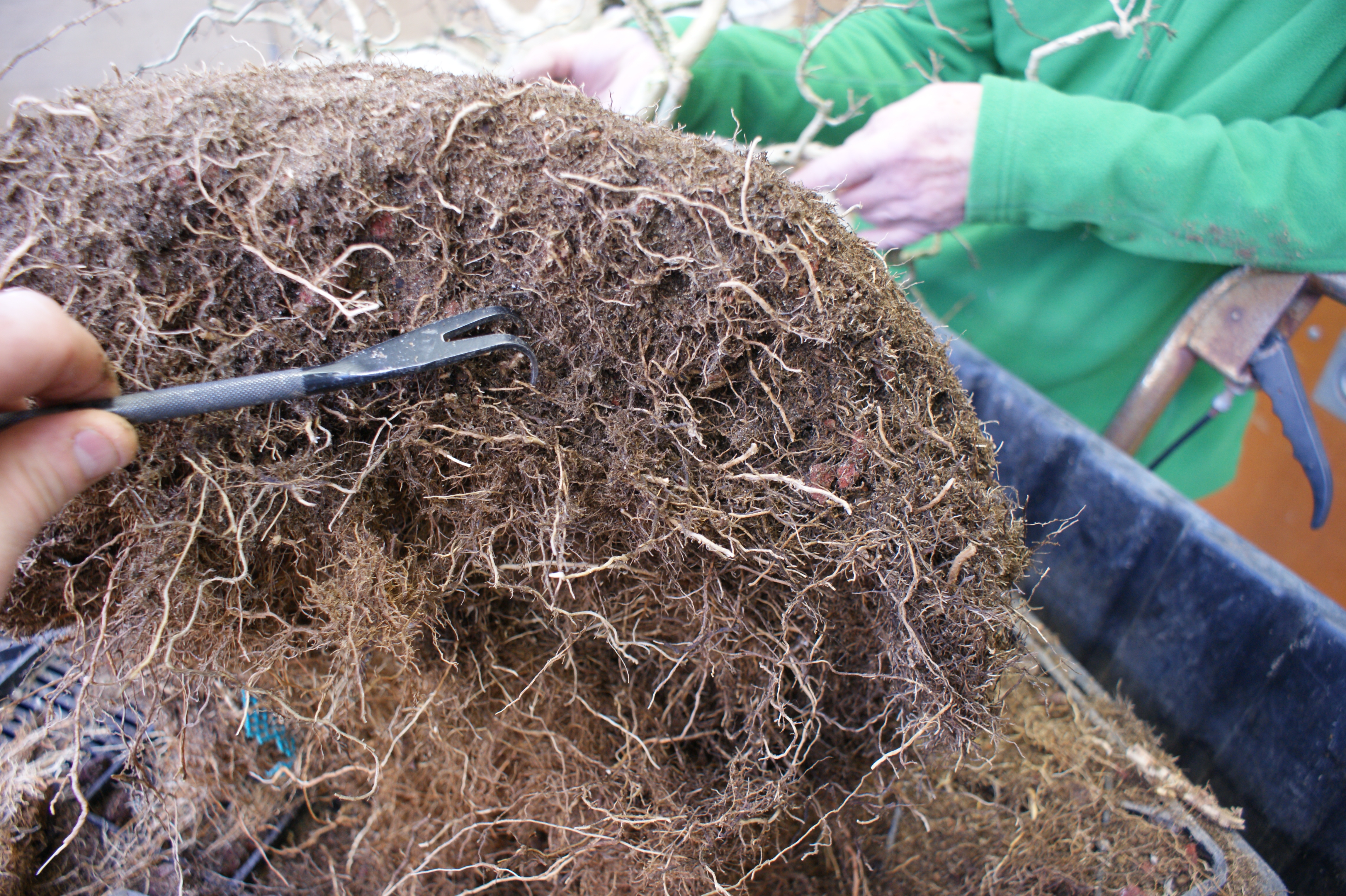 bonsai root hook