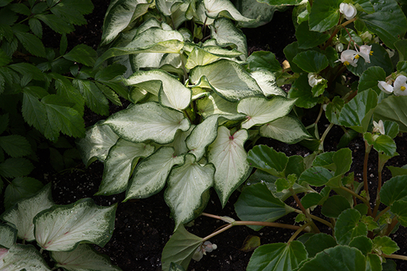 Caladium bicolor ‘White Dynasty’