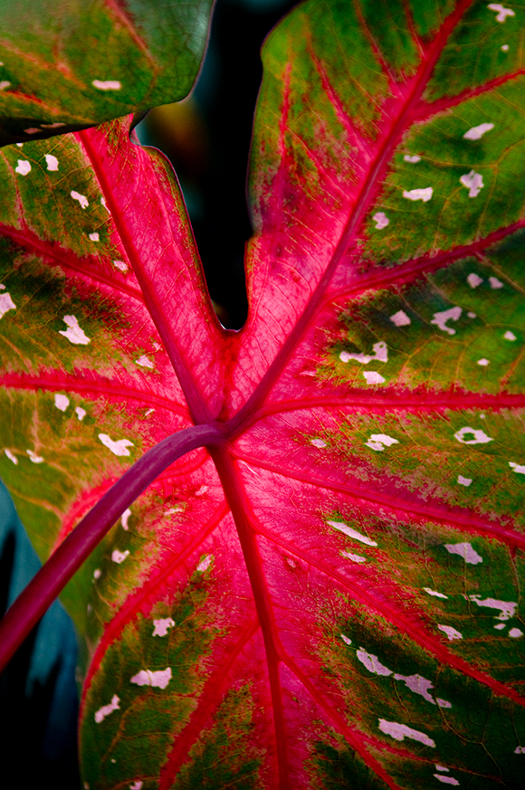 caladium red flash