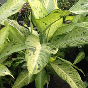 dieffenbachia camouflage