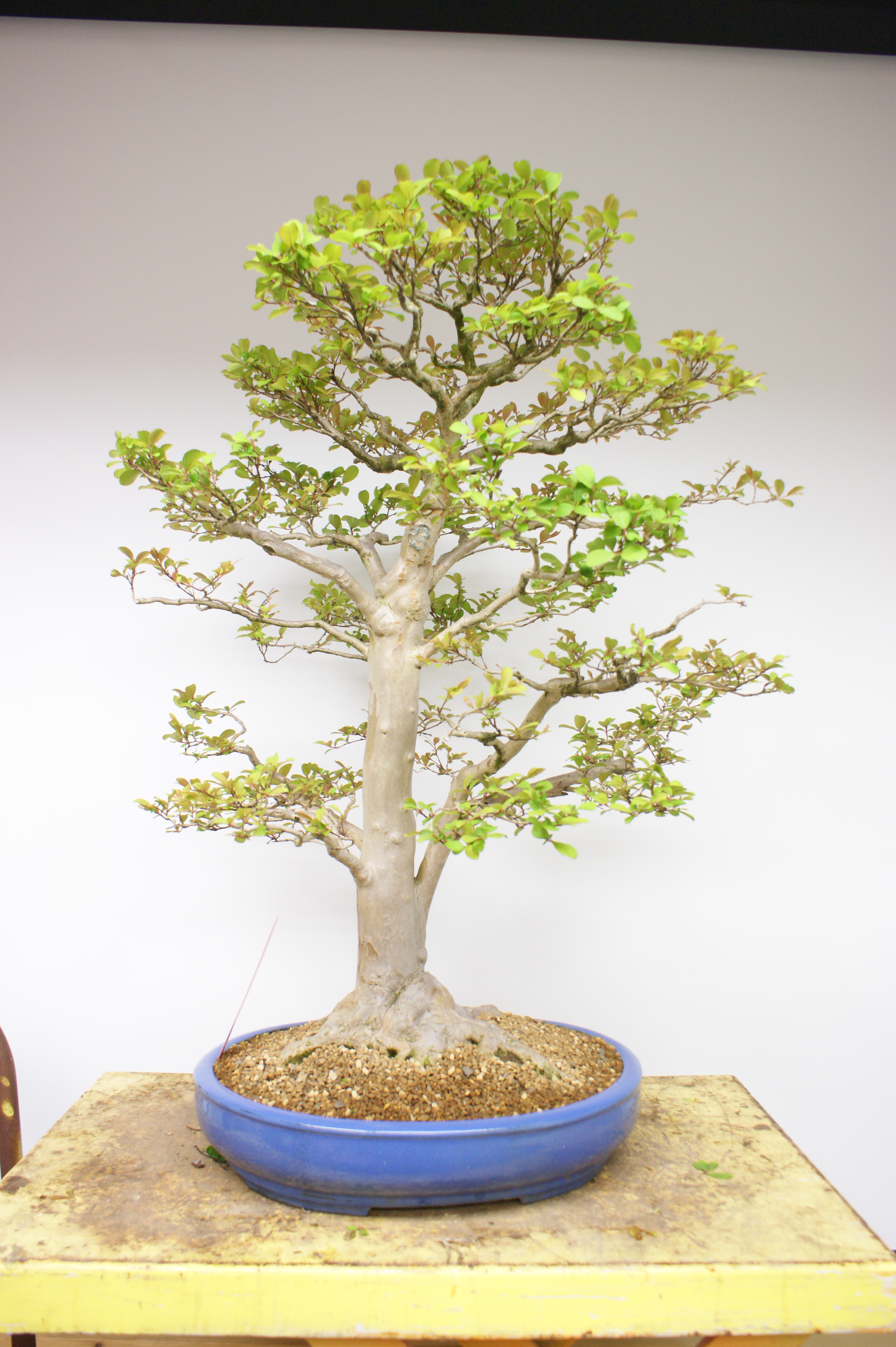 leafed-out bonsai