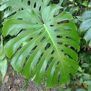 monstera_deliciosa