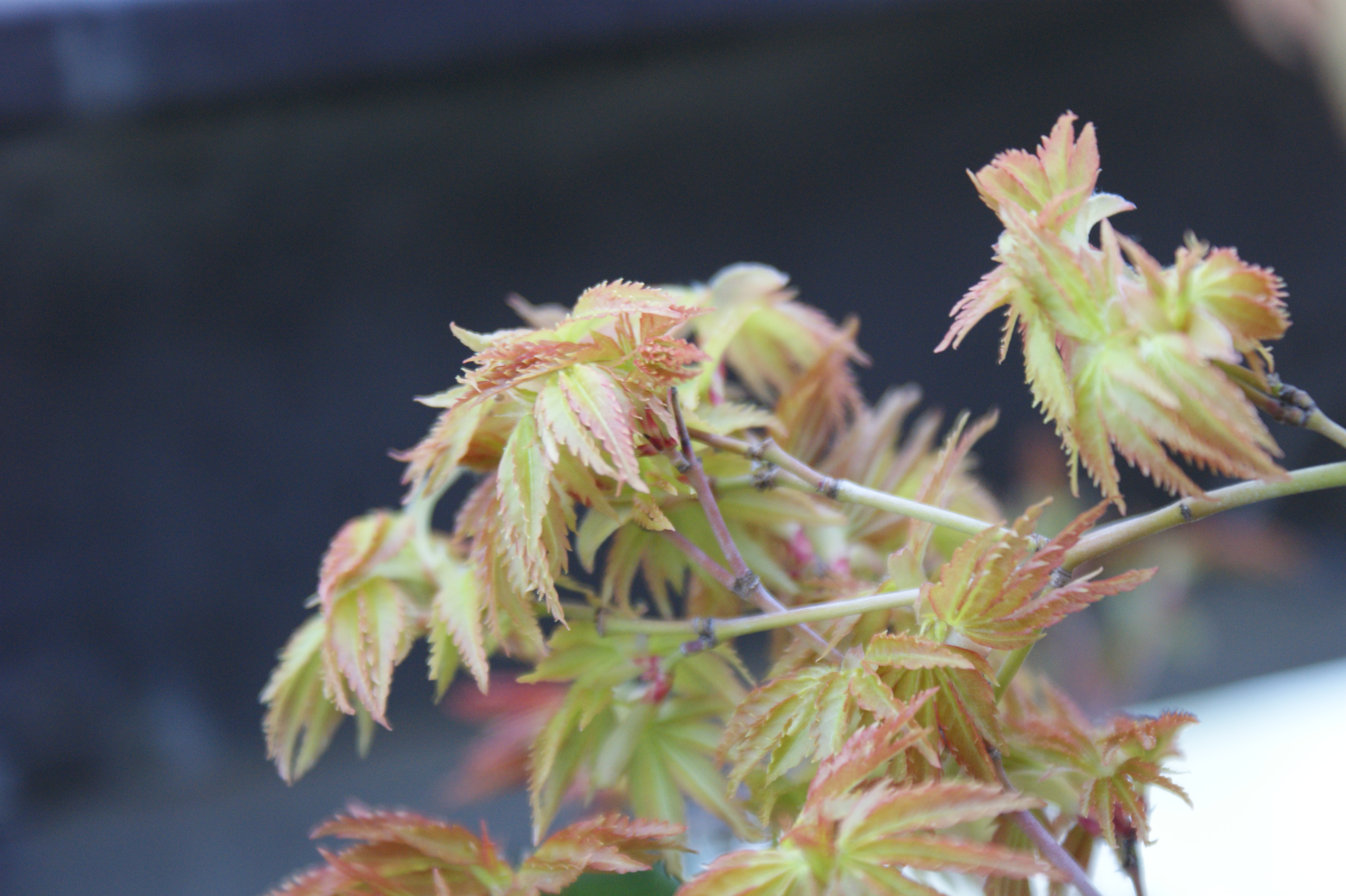 Opening bud