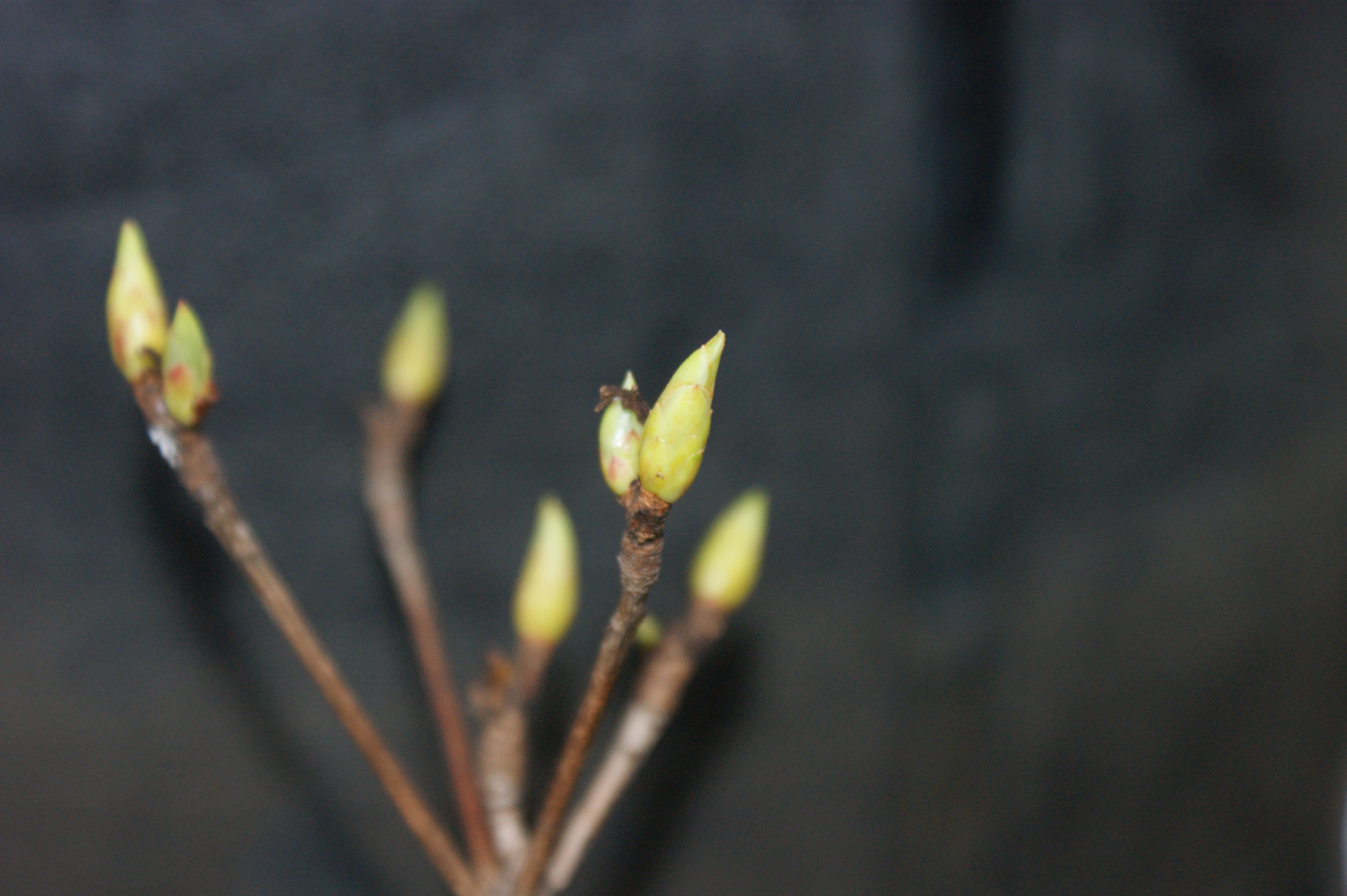 swelling-bud