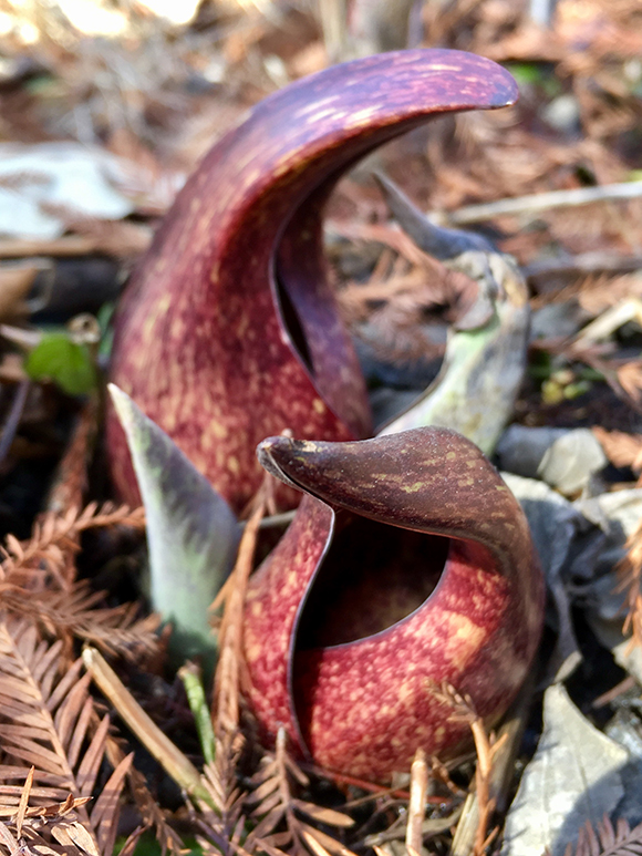 symplocarpus foetidus skunk cabbage