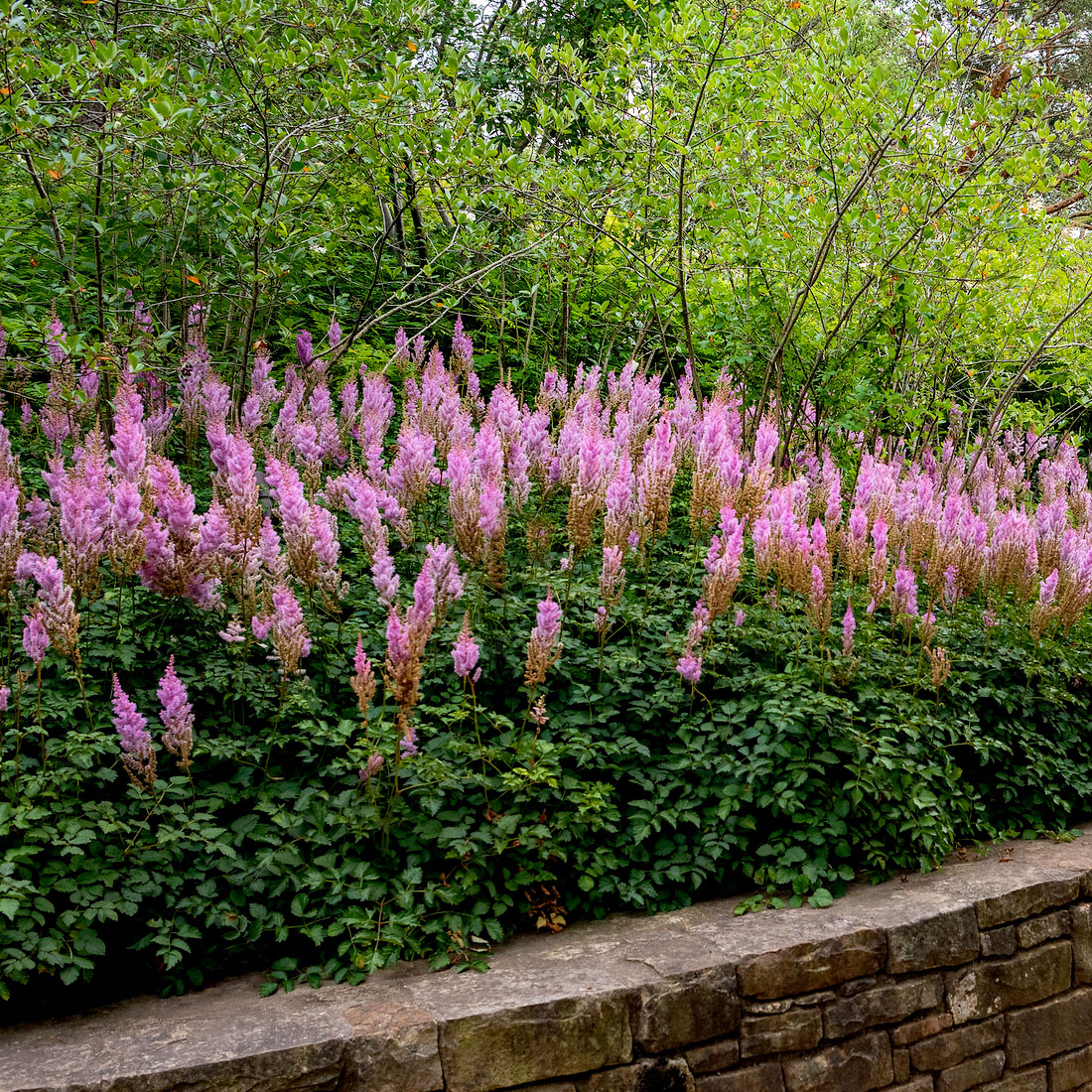 Perennial Garden - Astilbe