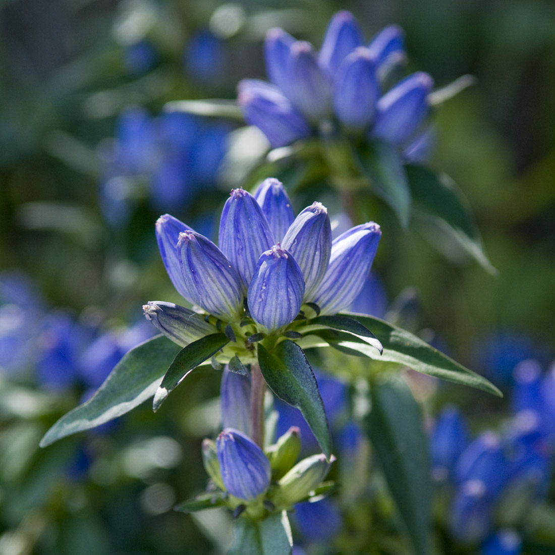 Perennial Garden - Gentianaceae