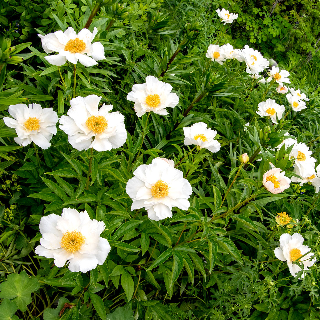 Perennial Garden - Paeonia Lactiflora