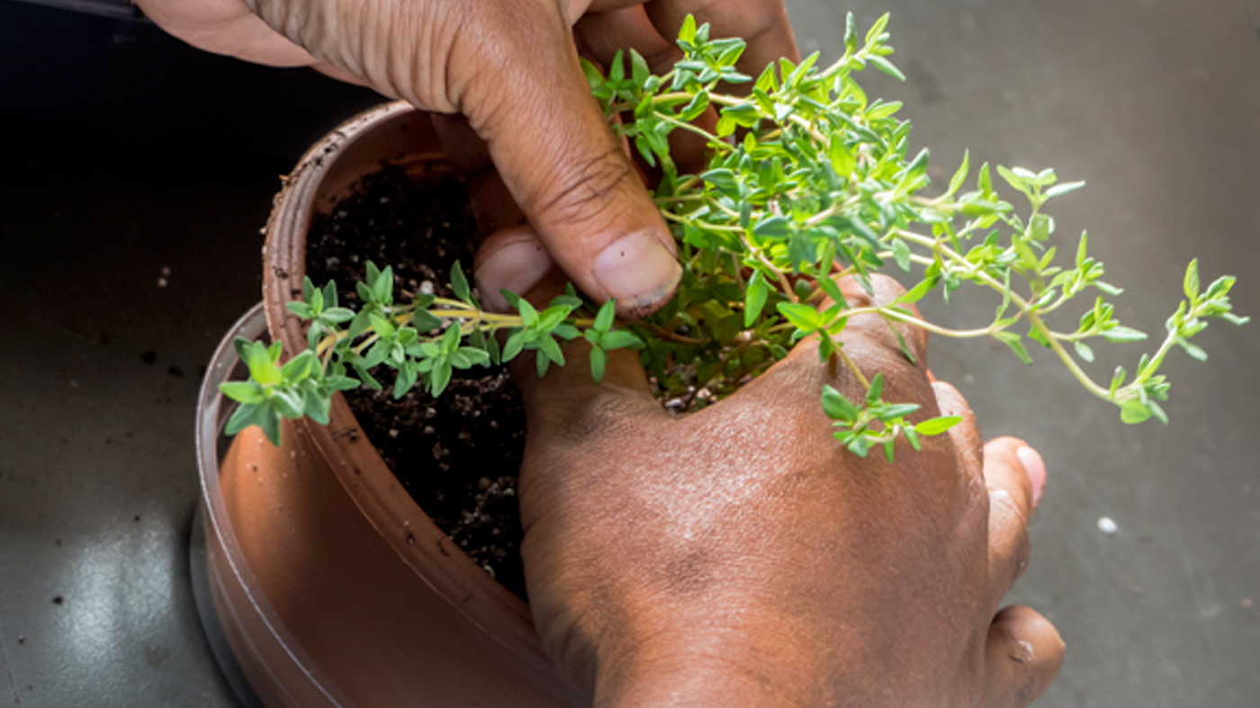 Therapeutic Horticulture Workshops