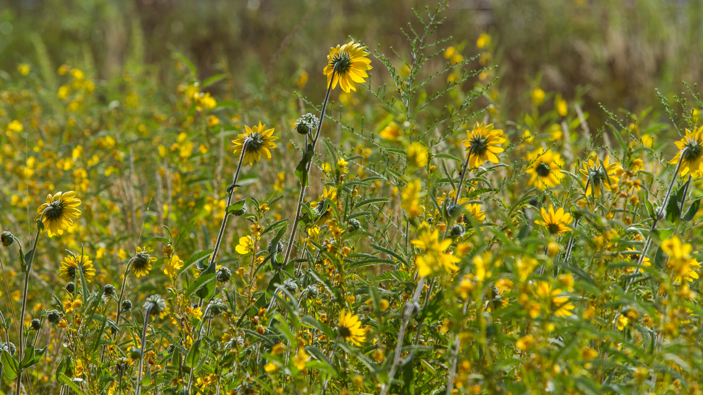 roof garden with native flowers