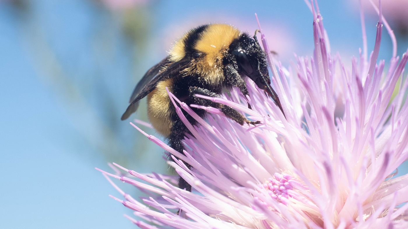 bee pollinating native plant