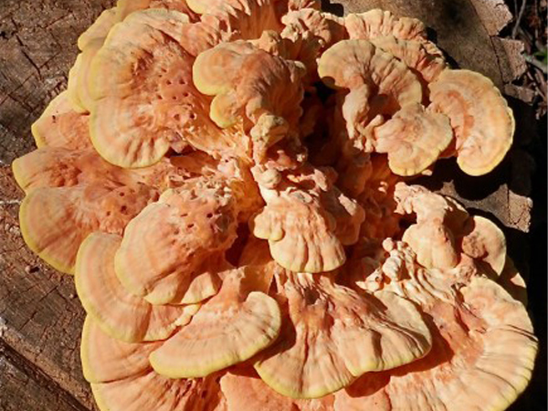 Sulphur Polypore