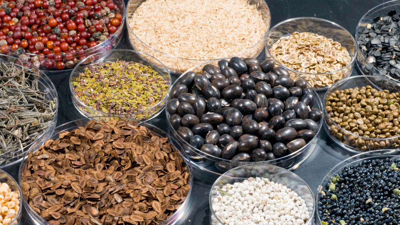 a black table with Petri dishes full of seeds of different sizes, shapes and colors