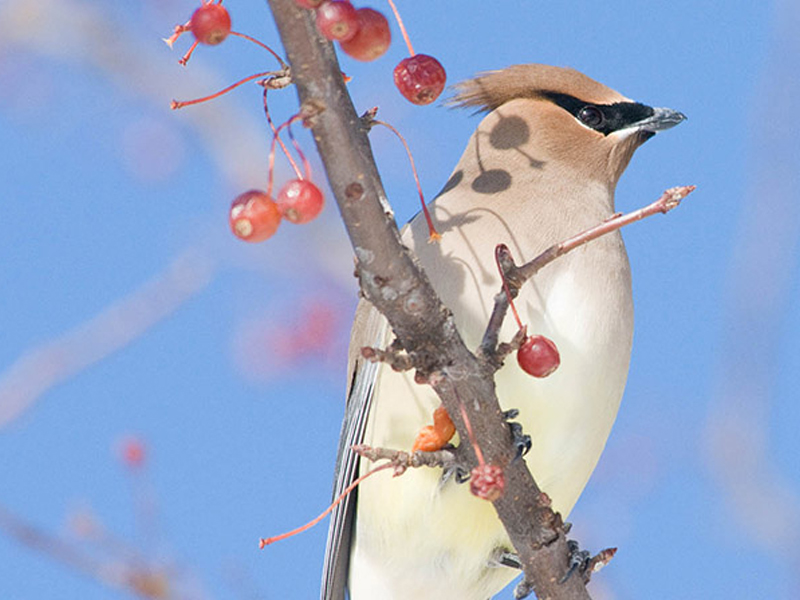 robin and crabapple berries
