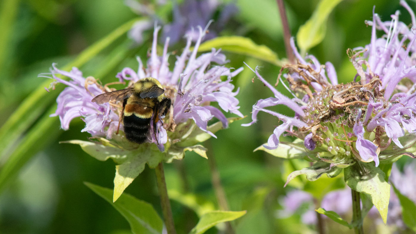 a rusty-patched bumblebee foraging on a monarda flower