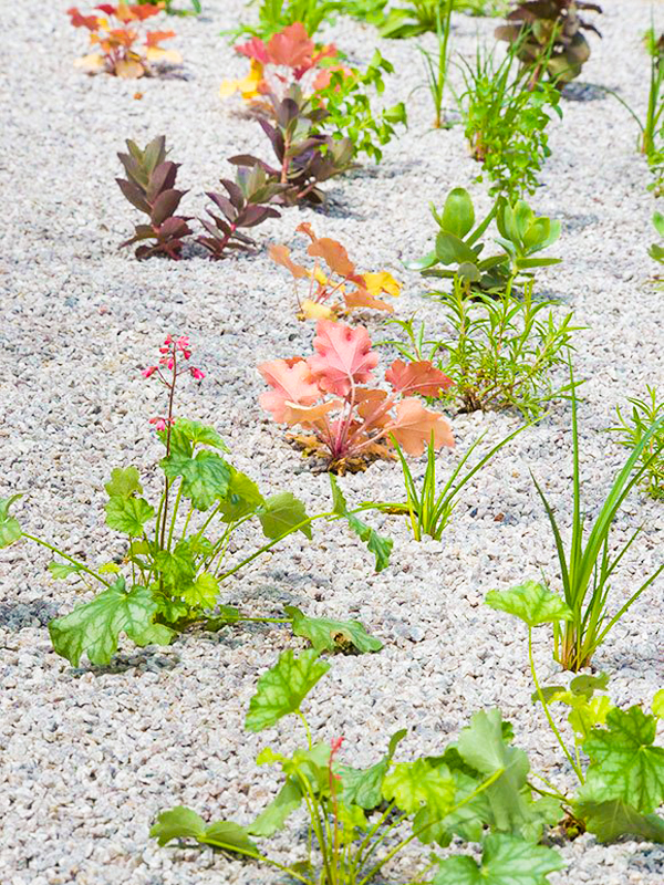 gravel gardening