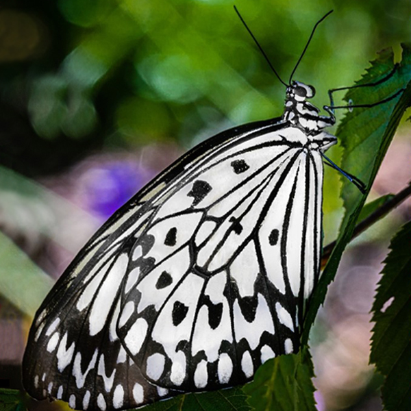 Garden Photographic Society