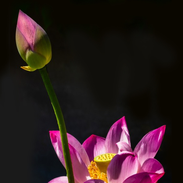 Garden Photographic Society