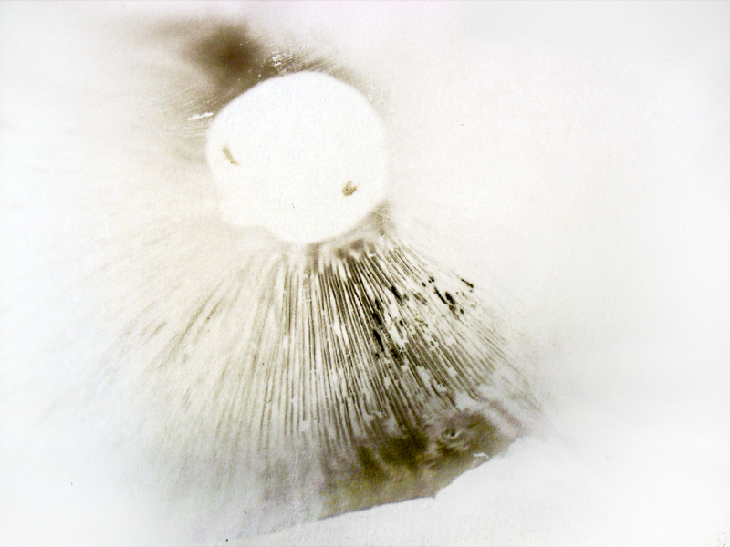 detail of spore print