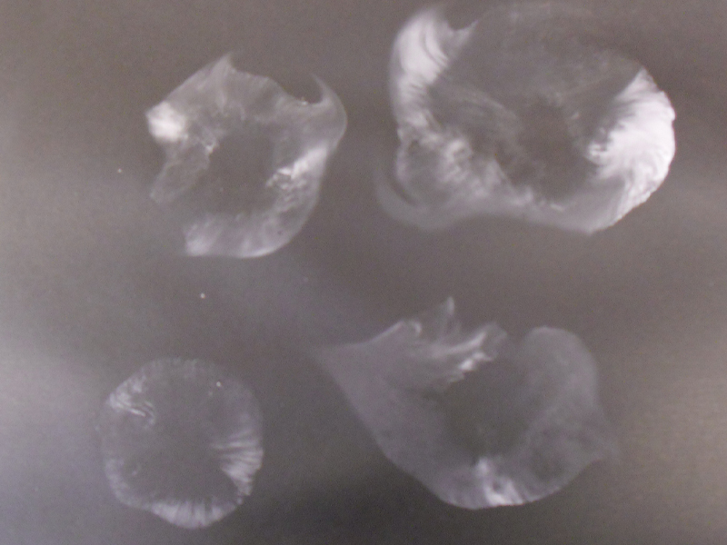 shitake mushrooms leaving ghostly impressions