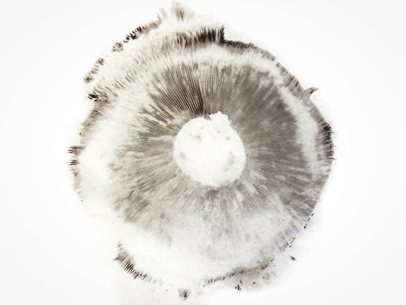 spore print