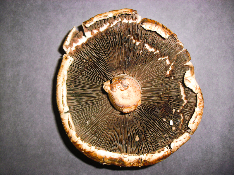 This portobello mushroom is good for making spore prints.