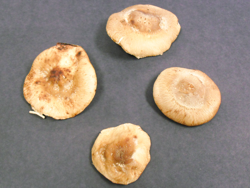 four shiitake mushrooms