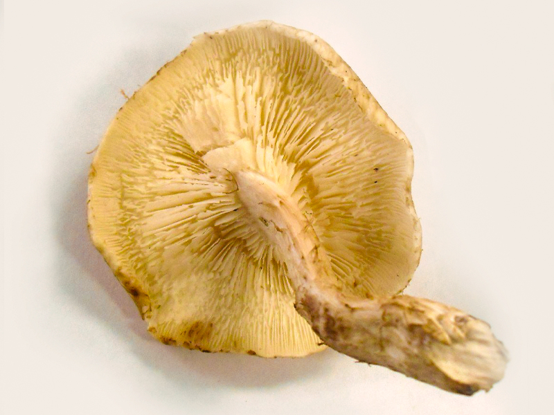 This shiitake mushroom may be a little old—notice the brown spots on the cap’s edges—but should work.