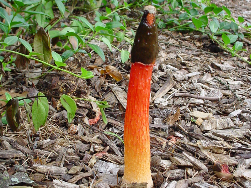 stinkhorn fungus