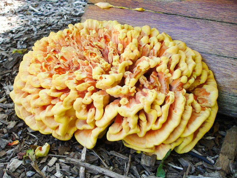 woods fungus, Laetiporus sulphureus