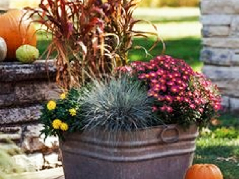 Tall grasses at the back of this basin garden offset blooming fall annuals