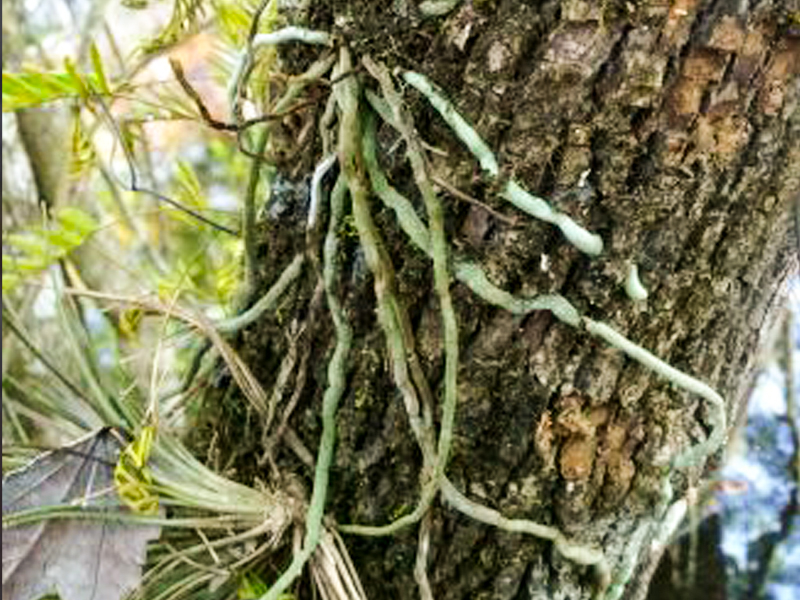 Epiphytic ghost orchid roots