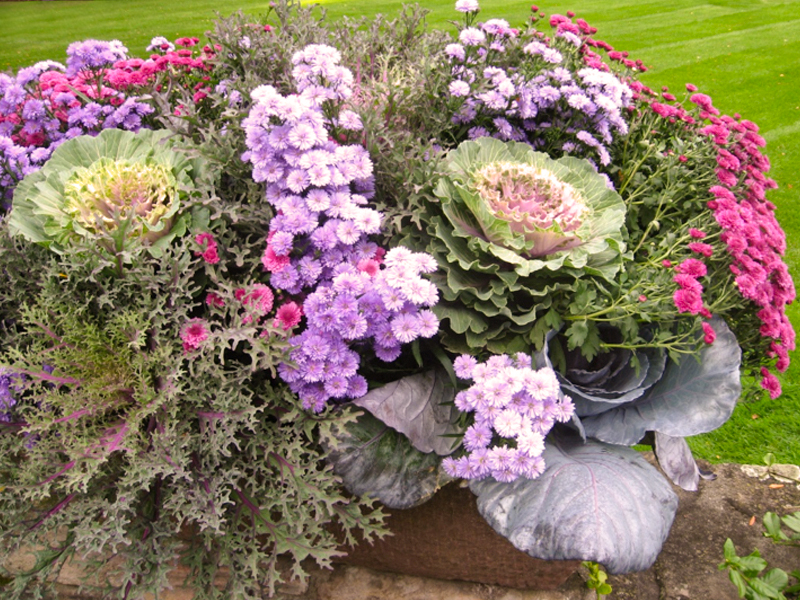 A fall container garden with asters, mums, cabbages, and kale.