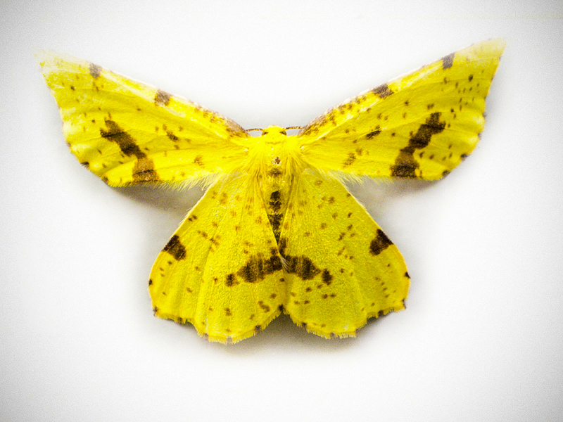 Crocus geometer (Xanthotype urticaria)