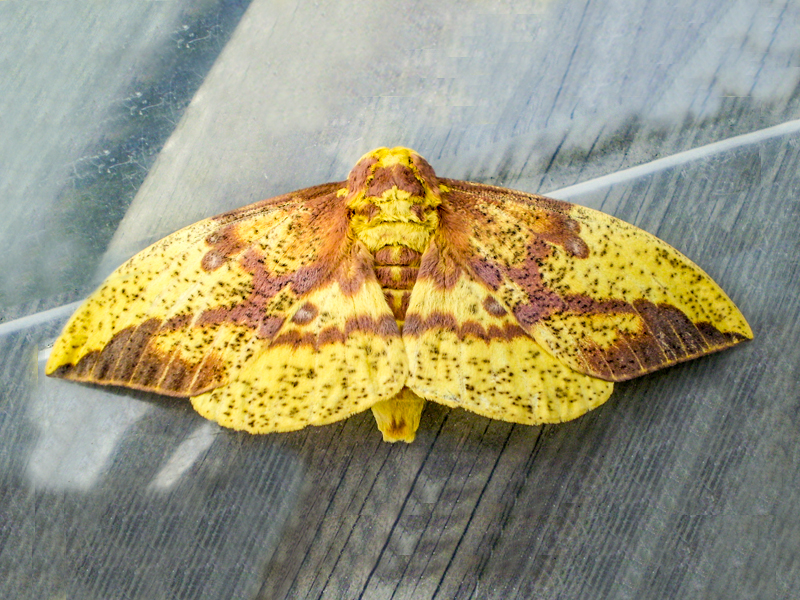 Imperial moth (Eacles imperialis)