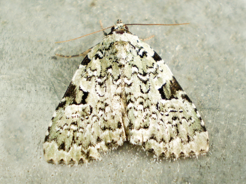 Leuconycta-diphteroides-green-owlet