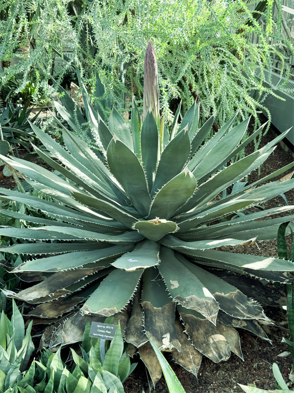 agave