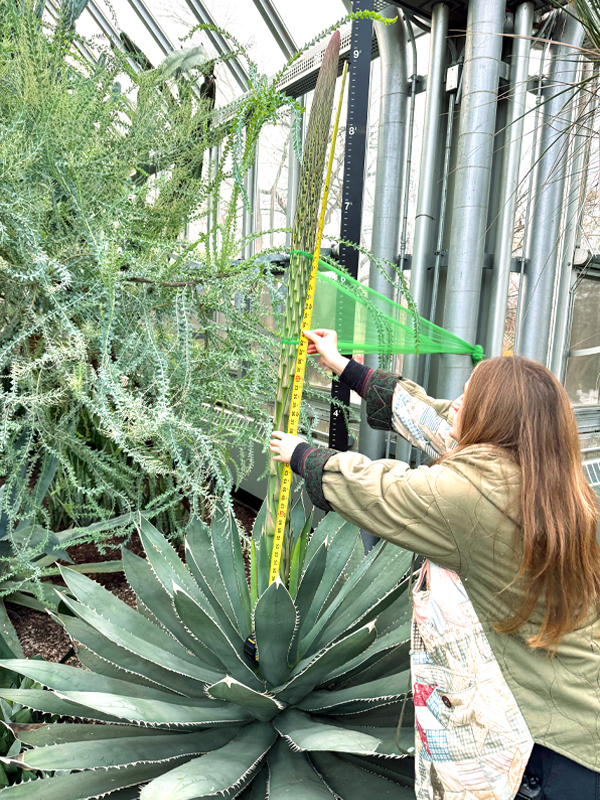 Senior Horticulturist Sarah Nolimal measures FO-76 on November 21, 2025, to track its growth.