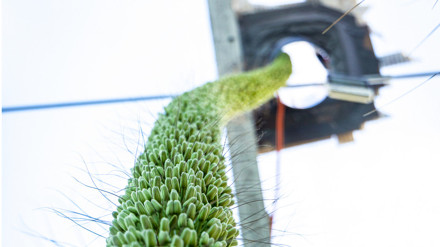 Agave Century Plant growing through the roof